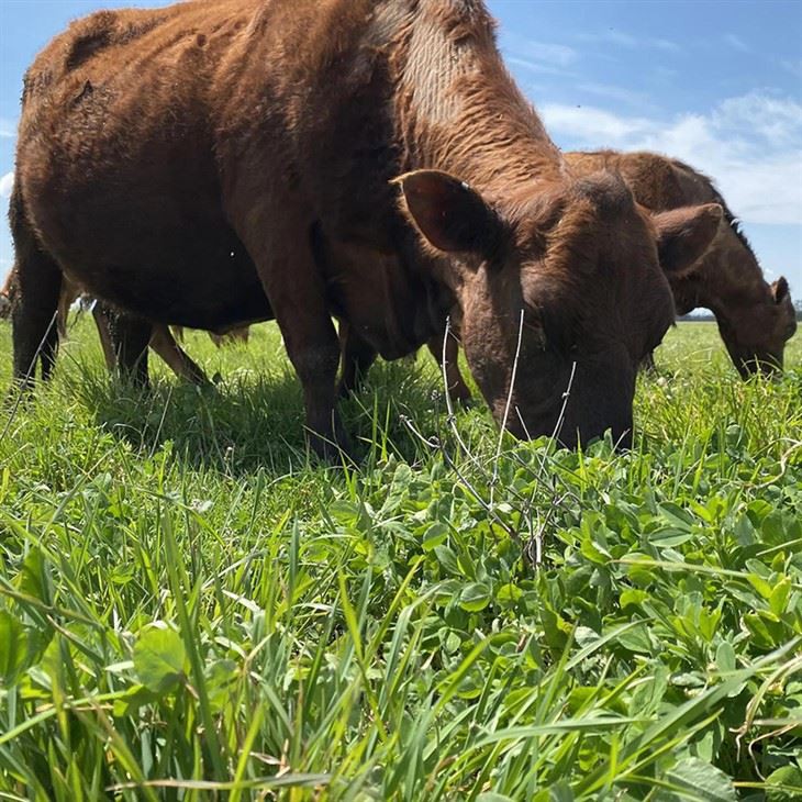 Bovine Protein Collagen Peptides